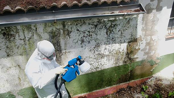 Top rated local Mold Remediation specialists in Gladwin, MI